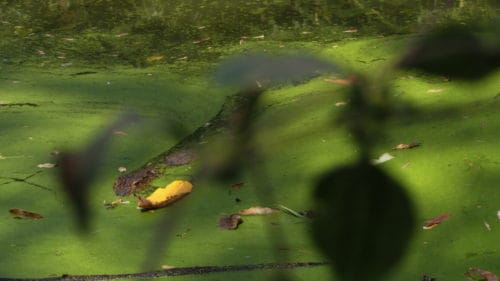 Zwiezrzęta atakują - krokodyl